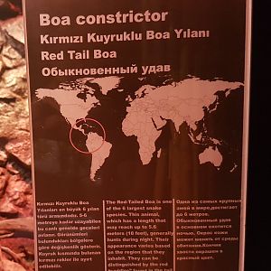 Sign Boa constrictor