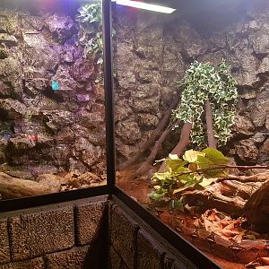 Enclosure Boa constrictor