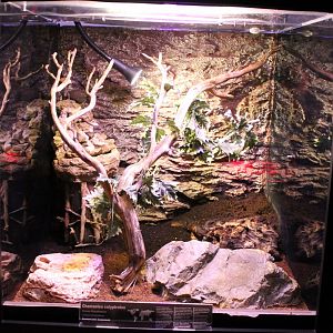 Enclosure Veiled chameleon