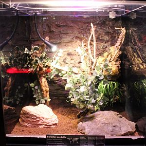 Enclosure Furcifer pardalis