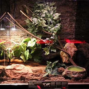 Enclosure Green anole