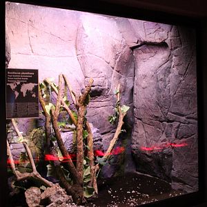 Enclosure Green basilisk