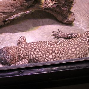 Beaded lizard