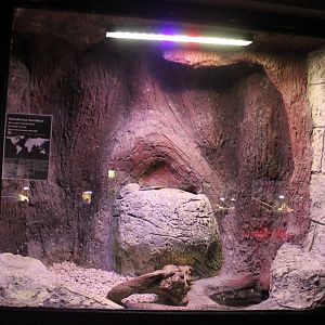 Enclosure Beaded lizard