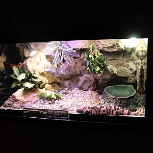 Enclosure Gila monster