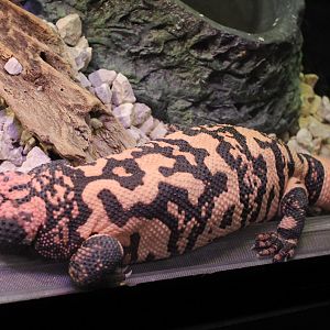 Gila monster
