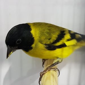 Black-headed siskin