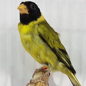 Haiti-siskin