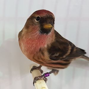 Lesser redpoll