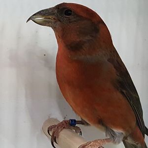 Red crossbill