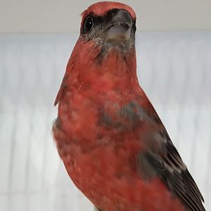 Pine grosbeak