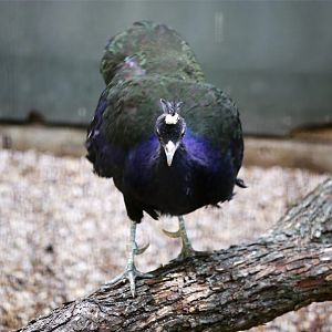 Congo peafowl