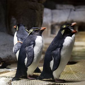 Southern rockhopper penguin