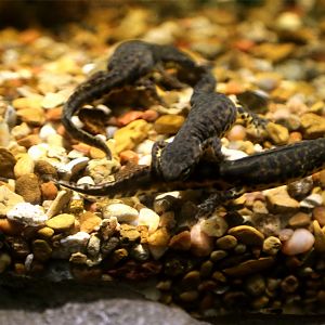 Black-spotted newt (Notophthalmus meridionalis)