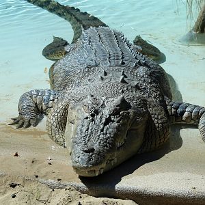 Saltwater crocodile