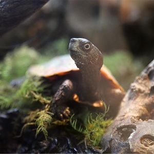 Black-breasted leaf turtle