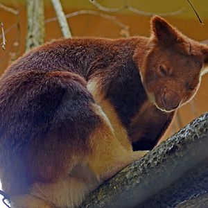 GOODFELLOW'S TREE KANGAROO