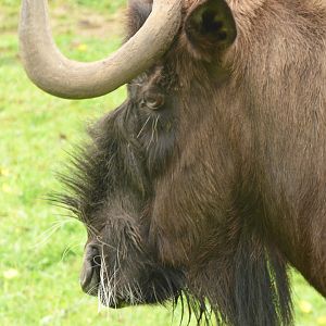 Black Wildebeest