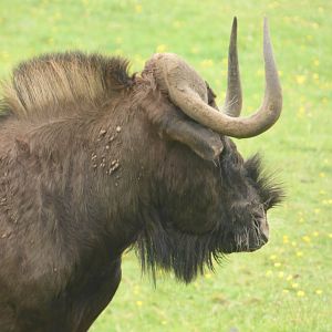 Black Wildebeest