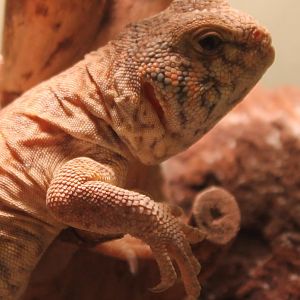 Uromastyx ornata