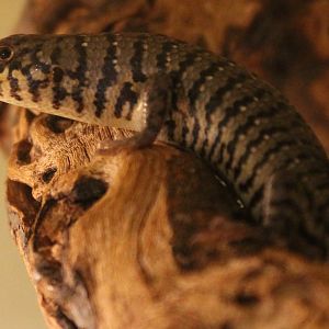 Trachylepis dichroma