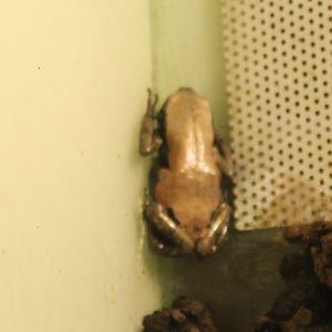 Phrynomantis microps