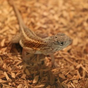 Tracheloptychus petersi