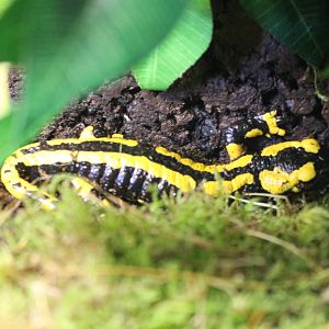 Salamandra salamandra