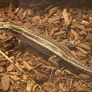 Zonosaurus quadrilineata