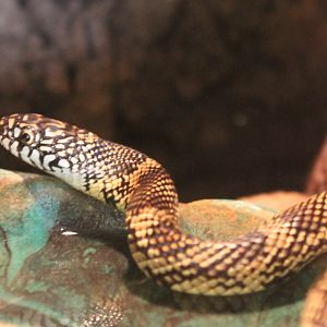 Lampropeltis getula goini