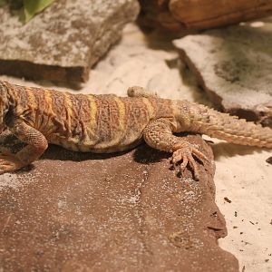 Uromastyx ornata