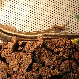 Mabuya multifasciata