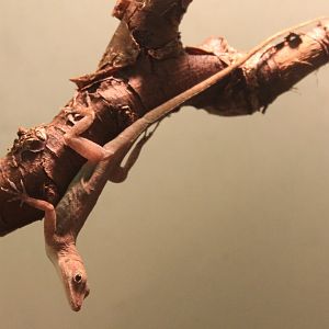 Anolis marmoratus alliaceus