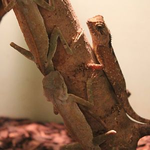 Acanthosaura lepidogster