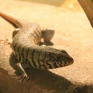 Trachylepis dichroma