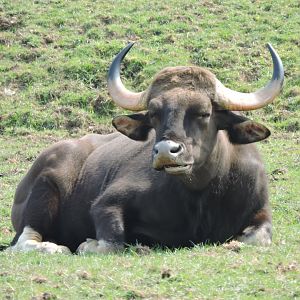 Gaur