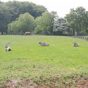 Gemsbok in White Rhino paddock