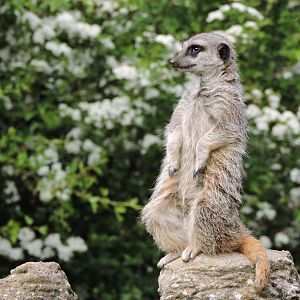 Meerkat