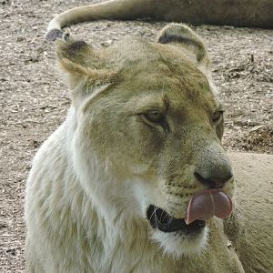 Lion licking its nose!
