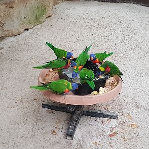 Rainbow lorikeets