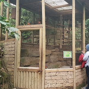 Aviary Rainbow lorikeet