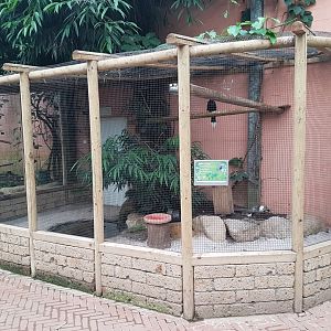 Aviary Silvery-cheeked hornbill