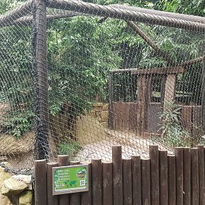 Enclosure Spectacled caiman