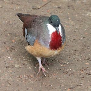 Bartlett bleeding-heart