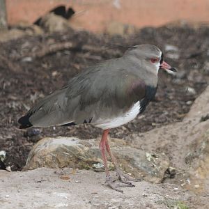 Southern lapwing