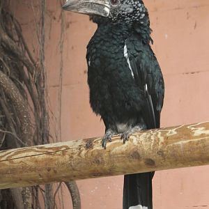 Silvery-cheeked hornbill - male