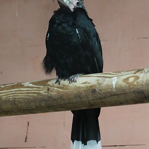 Silvery-cheeked hornbill - female