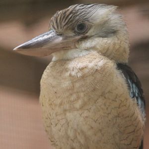 Blue-winged kookaburra