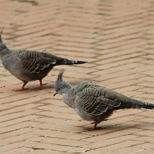 Crested pigeons