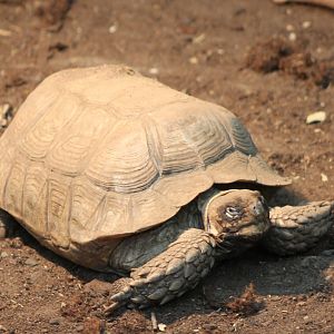 African spurred tortoise
